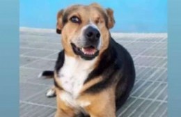 Buscan al perro "Pirata", se perdió de la zona de Montevideo y 17