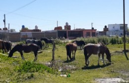 Caballos en la vía pública: intervención de SENASA ante una problemática de larga data