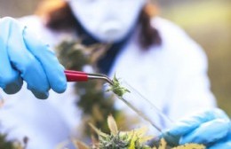 Científica berissense dirige la primera revista "Cannabis y Salud"
