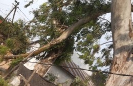 Ramas de árboles generan perjuicios en Manzana 14 de Barrio Obrero: “Casi muere una persona y ya murió una mascota”