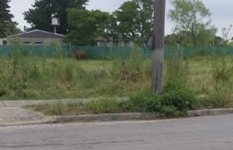 Afeada postal en la placita de El Carmen: “Rodeada de agua, pastos largos y llena de basura”