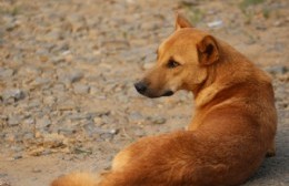 Asistencia a los animales en cuarentena