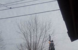 Vecinos de Barrio Obrero piden la poda de dos árboles que tocan los cables de alta tensión