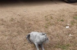 Mediante maniobras de reanimación, los bomberos le salvaron la vida a un gato