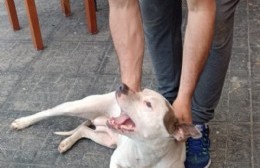 Los Talas: apareció una pitbull y buscan al dueño
