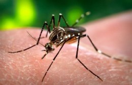 Caso de dengue y prevención de hanta: Procedimiento y medidas abordadas