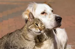 Jornadas veterinarias durante el mes de marzo