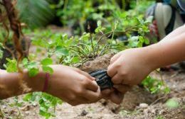 Plantación de árboles nativos en el Canal Génova