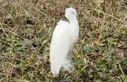 Garzas blancas sorprendieron en el Humedal Urbano G&eacute;nova