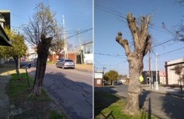 Vecinos Autoconvocados: pericias a los árboles de Berisso para revertir la tala indiscriminada