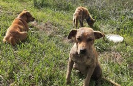 Solicitan colaboración para cachorras abandonadas sobre el Camino Real
