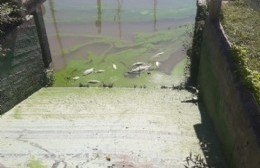 Miles de peces muertos en Río Santiago y Arroyo Doña Flora