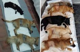 Proteccionistas independientes realizaron una jornada de castración animal