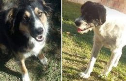 Buscan a Sam y Blas, dos perros extraviados