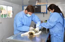 Jornadas de atención veterinaria en distintos puntos de la ciudad