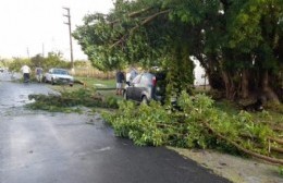 Mantenimiento tras el fuerte temporal en Berisso