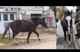 Sorpresivo operativo conjunto por caballos en vía publica