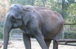 “Queremos saber si el zoológico de La Plata está habilitado, nos preocupa el estado de Pelusa”