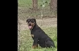 Una rottweiler apareció en su patio y no los deja salir de la vivienda