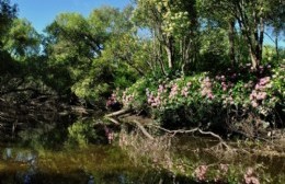 Asamblea Salvemos al Monte: "La Isla Paulino es la mayor reserva de biodiversidad de la región"