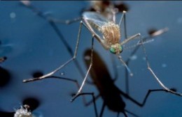 El Carmen infectado por mosquitos y sin intervención: “No nos escuchan”, claman los vecinos