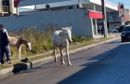 Caballos en plena 162 y efectivos que miran para otro lado