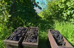Charla “Paisaje y Naturaleza del Vino de la Costa”