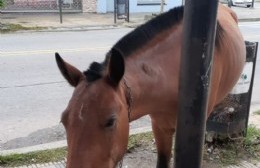 Tiburzi apuntó al director de Defensa Civil por “el mal accionar contra los animales”