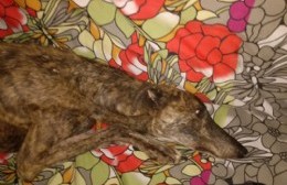 “Tigre”, un galgo abandonado que hoy necesita tránsito