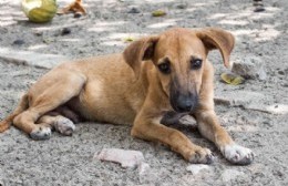 Atender la problemática de los animales es responsabilidad de la Secretaría de Salud