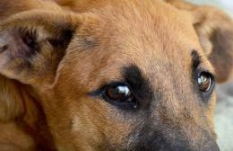 Vecina denunció brutal ataque a su mascota: “Hoy fue mi perro, pero puede ser una persona”