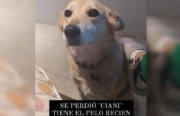 Vecinos buscan a Ciani, quien se perdió este domingo