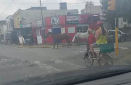 ¿Quién lo controla? los caballos andan libres por la ciudad