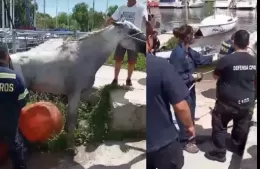 Los bomberos y Defensa Civil rescataron a un caballo que se había caído al río