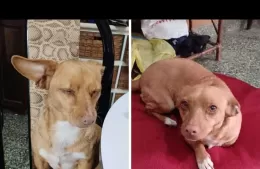 Buscan intensamente a una perrita