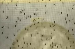 Las medidas de la Municipalidad ante la invasión de mosquitos