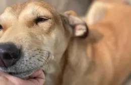 Siguen las jornadas de atención Veterinaria