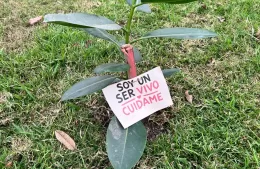 VACHUG lanzó campaña para concientizar sobre el cuidado del arbolado
