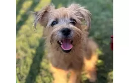 Buscan a la perrita Nella