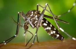 El dengue se combate tambi&eacute;n en invierno