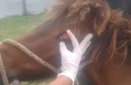 El virus de los caballos ya está en la región: criadores piden fumigación