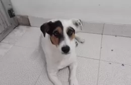 Buscan a la perra Ankara