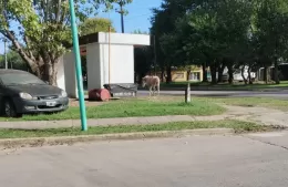 Caballo suelto en Montevideo y 34: tiene para rato, el colectivo no pasa