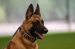 Muestra y exposición de perros de rescate