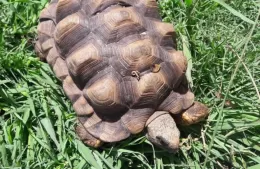 Se llevaron a Patitas: delincuentes entraron a robar en una casa de Juan B Justo