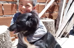 Buscan al perro “Malevo”: hay recompensa