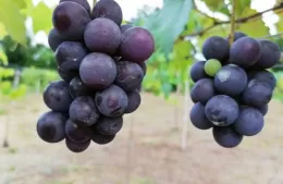 Bases y condiciones para el Concurso de Vinos Caseros de Berisso “Héctor Becerra”