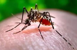 Lanzan campaña contra el dengue