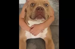 Buscan al pitbull “Shelby” en la zona de Carlos Gardel y Puente Roma