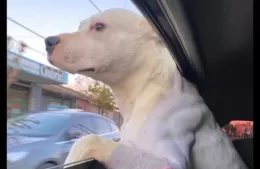 Buscan a “Zeus” desde el Mundial: escapó asustado por los estruendos de la pirotecnia